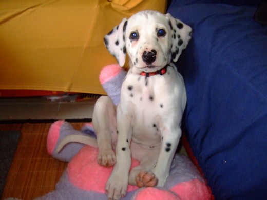 Esta es Dunnita cuando tenia unos 3 meses con su peluche favorito
